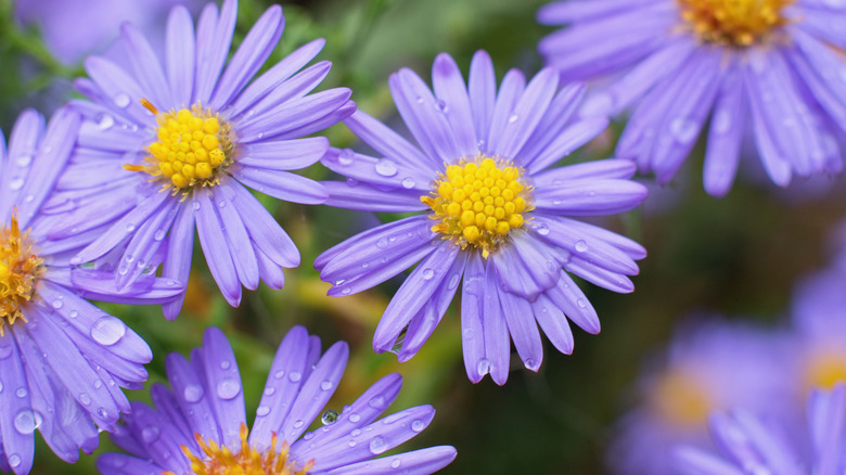 Close-up of dew drops on purple aster