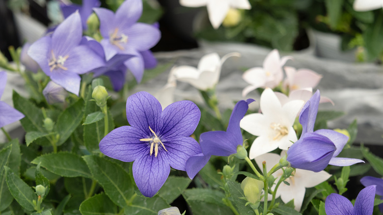 Close-up shot of white and purple balloon flowers