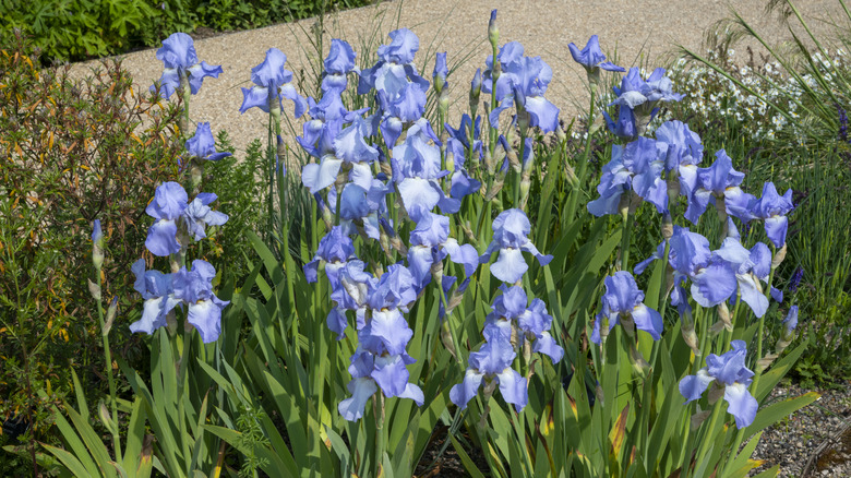 Light purple bearded iris plant