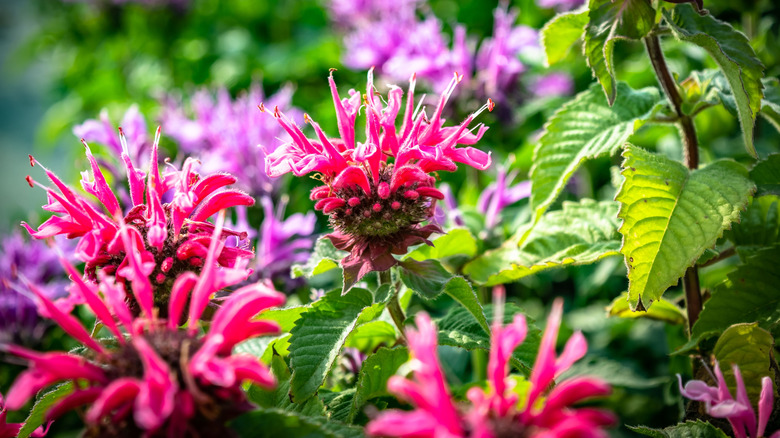 Close-up of bright pink bee balm