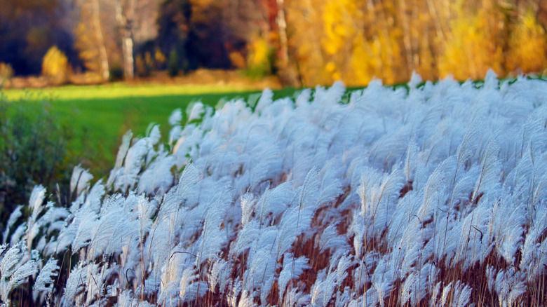 Ornamental grass blowing in the wind