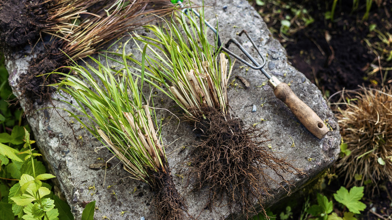 ornamental grass divided