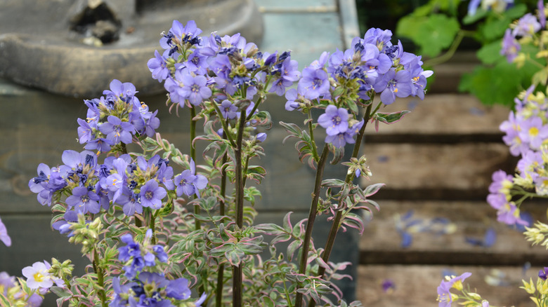 Close-up view top of Jacob's ladder flowers