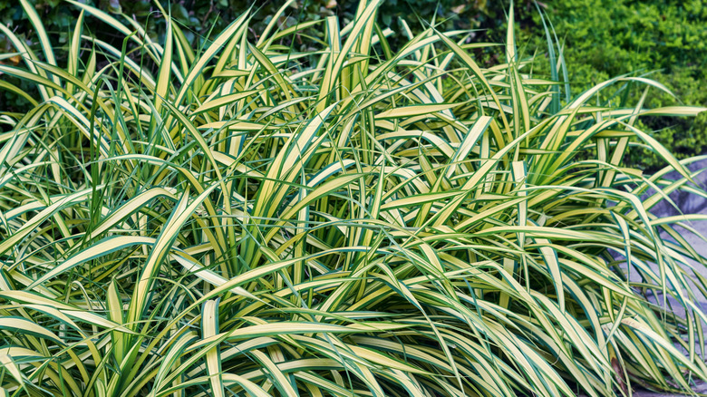 Japanese sedge growing in the garden