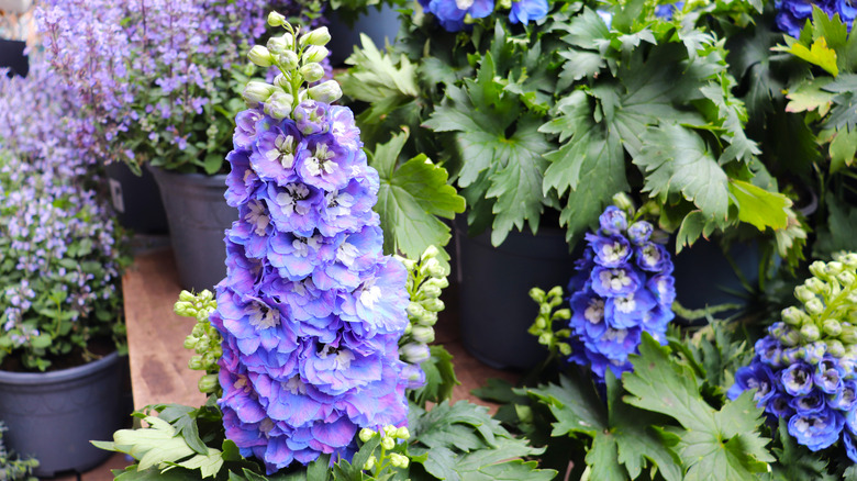 Vibrant purple larkspur blooms