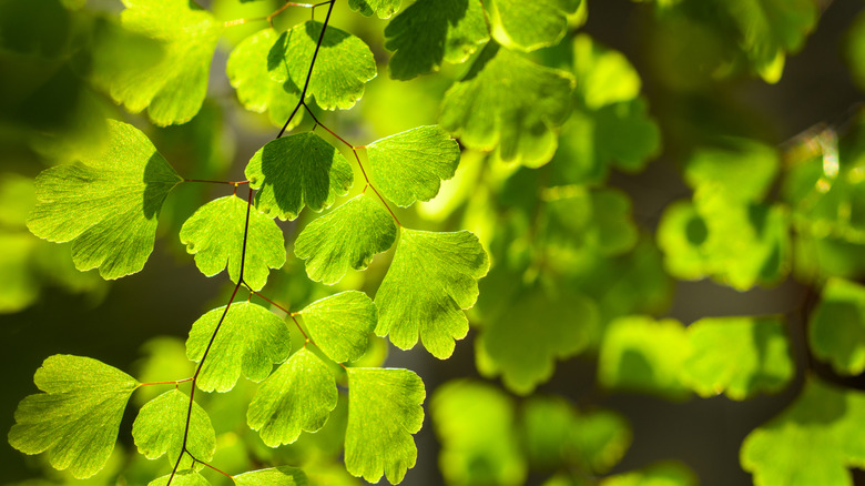 Maidenhair fern in golden sunlight