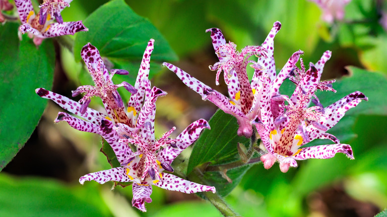Speckled toad lily flowers