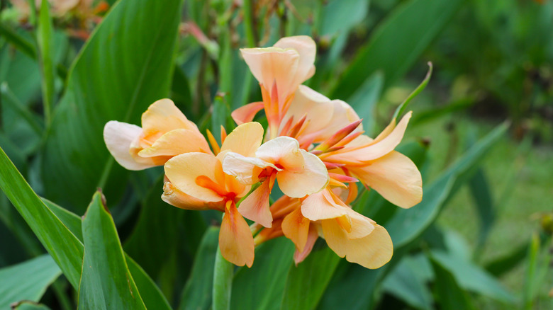Peach colored canna flowers
