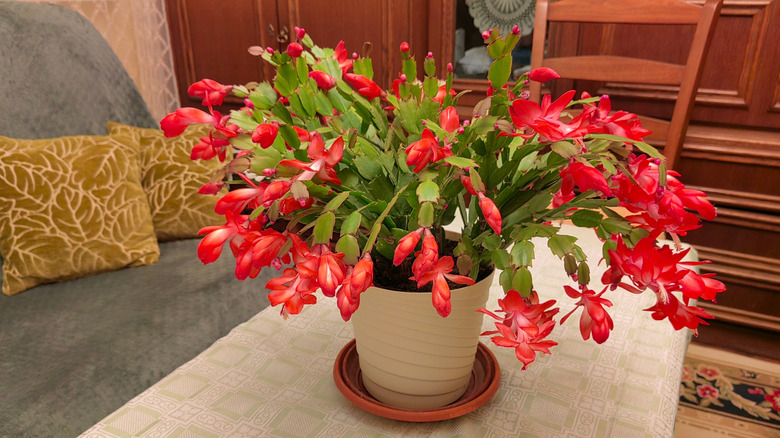 Potted pink flowering Christmas cactus