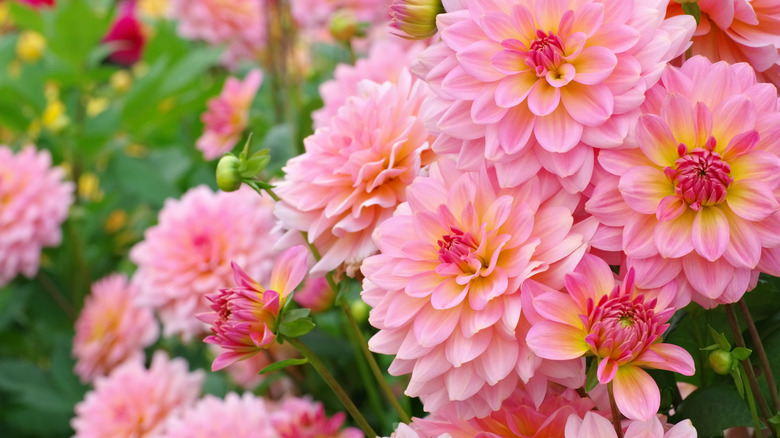 Light pink dahlias blooming