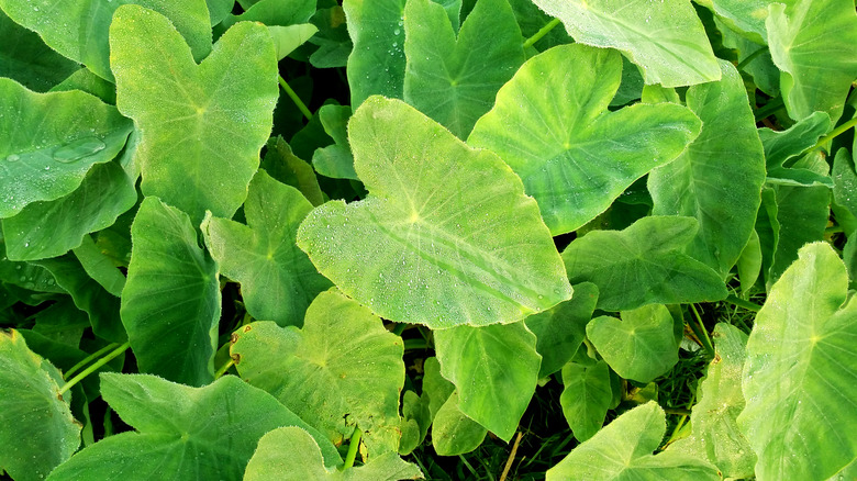 Elephant's ear leaves