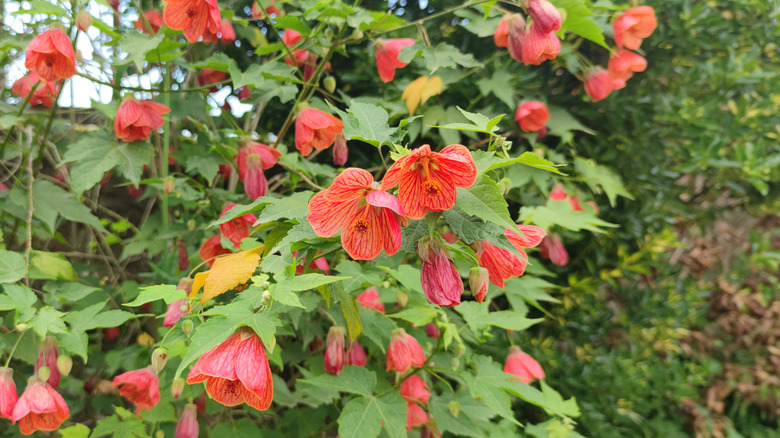 Orange flowering maple plant