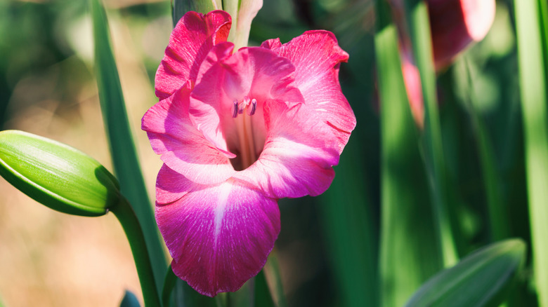 Pink gladiolus in sunlight
