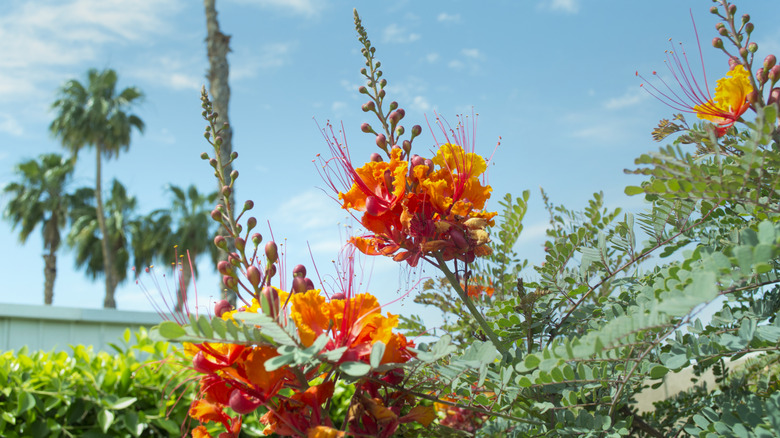 Bright orange flowers