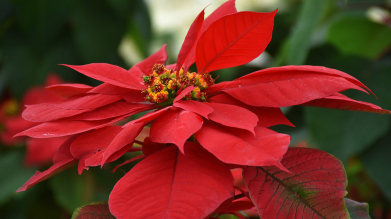 Close up of a red poinsettia bloom