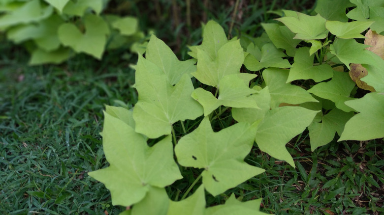 Green creeping sweet potato vine