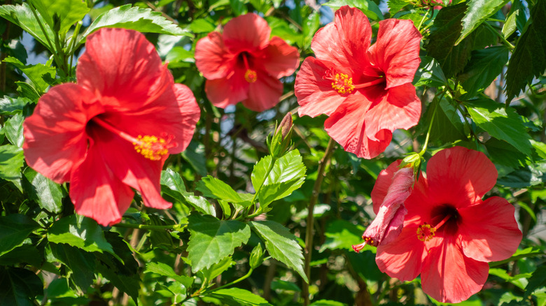 Red hibiscus flowers