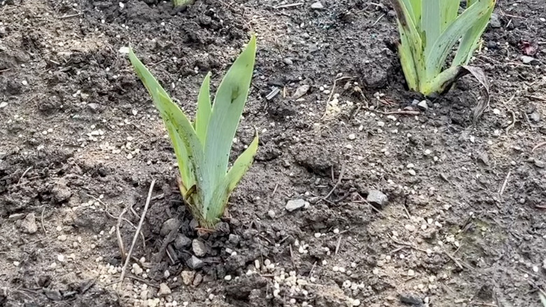 Bearded iris plants in a garden bed surrounded by rings of granular fertilizer.