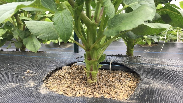 Granular fertilizer applied to the base of a small dahlia plant growing through a hole in landscaping fabric.