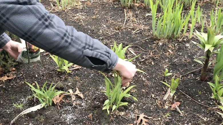 A gardener sprinkles granular fertilizer over a mass planting of daylilies in the spring.