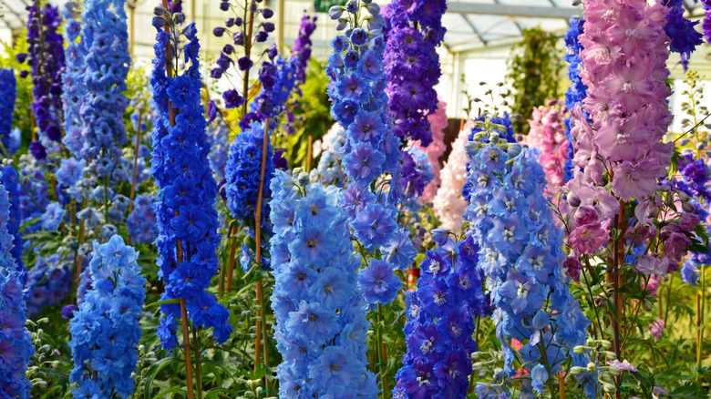 Delphiniums with eye-catching blue, purple, and pink flowers grow inside a greenhouse.