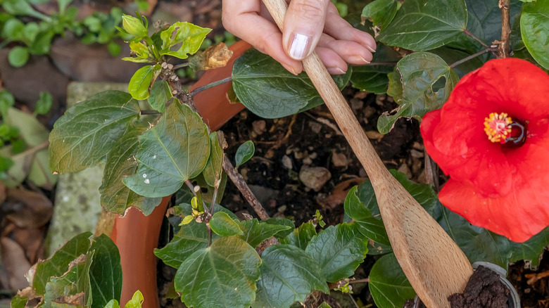 A woman spoons natural fertilizer onto the soil around a potted hibiscus shrub.