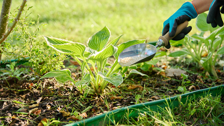 A gardner wearing gloves applies a scoopful of granular fertilzer to a small hosta growing in the garden.