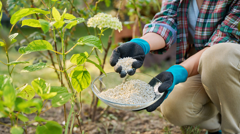 A gardener applies granular fertilizer to a small, pink-flowering hydrangea shrub.