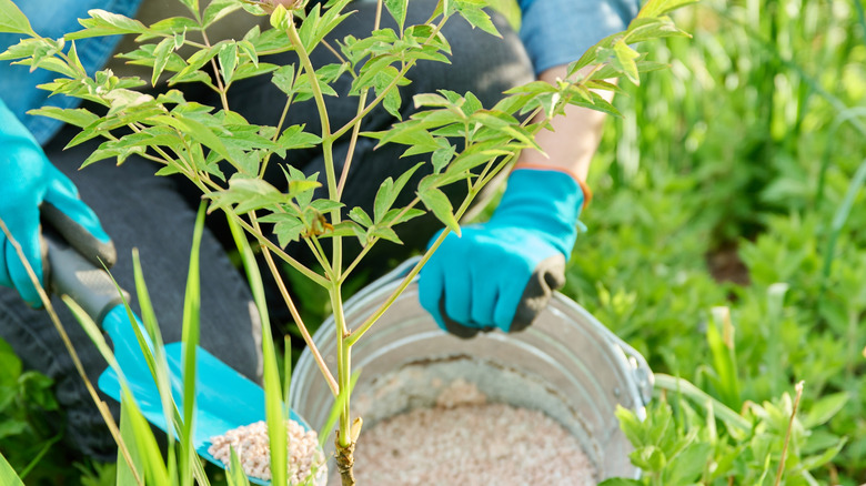 A gardener fertilizes a young bush peony plant in their garden.