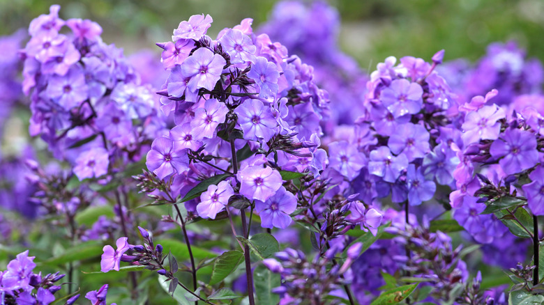 Pretty purple phlox in a garden
