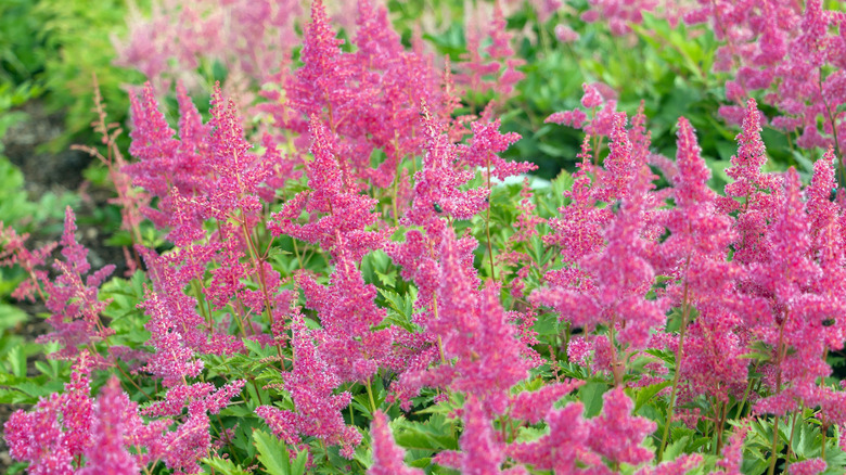 astilbes growing outdoors