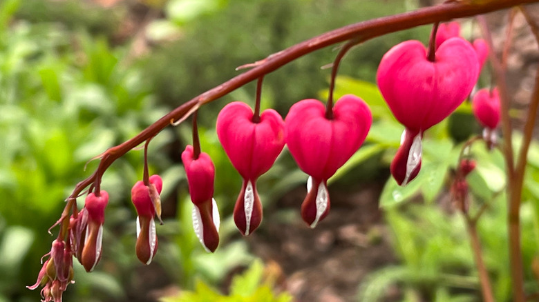 bleeding heart flowers