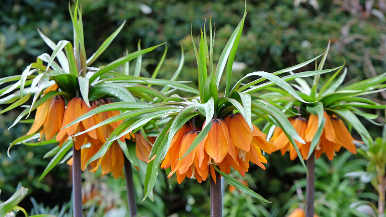 orange crown imperial flowers