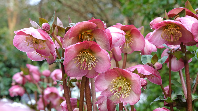 species of hellebore in bloom