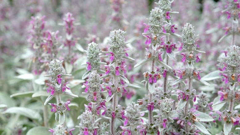lamb's ear flowers growing