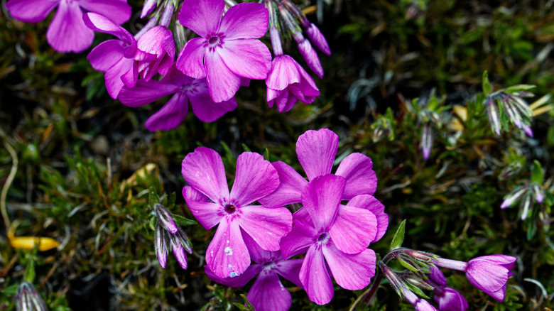 species of phlox in bloom