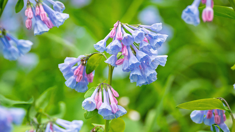 pink and blue Virginia bluebells in bloom