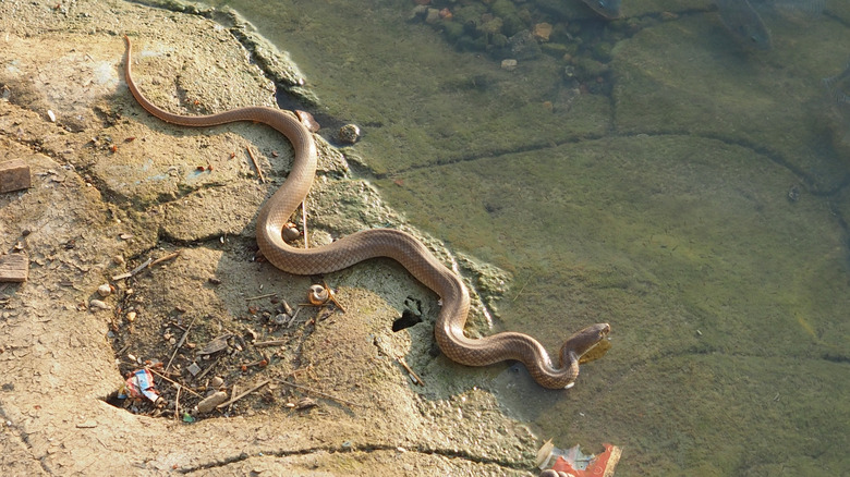 A snake next to a pond