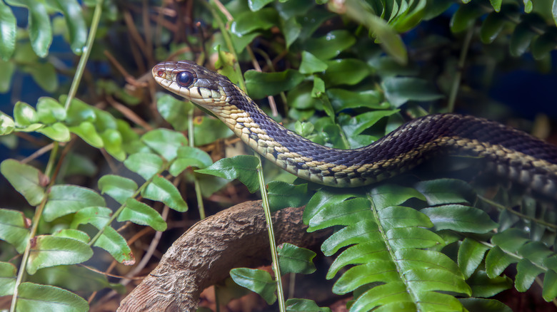 A snake occupying a spot with plenty of shrubs and natural cover