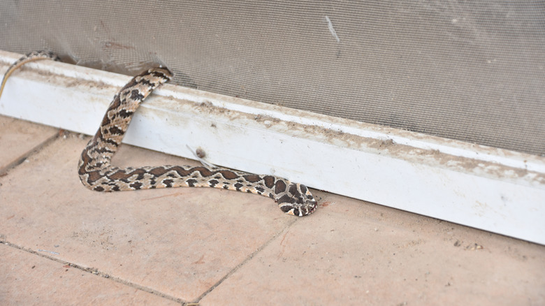 A snake entering a house through a broken door screen