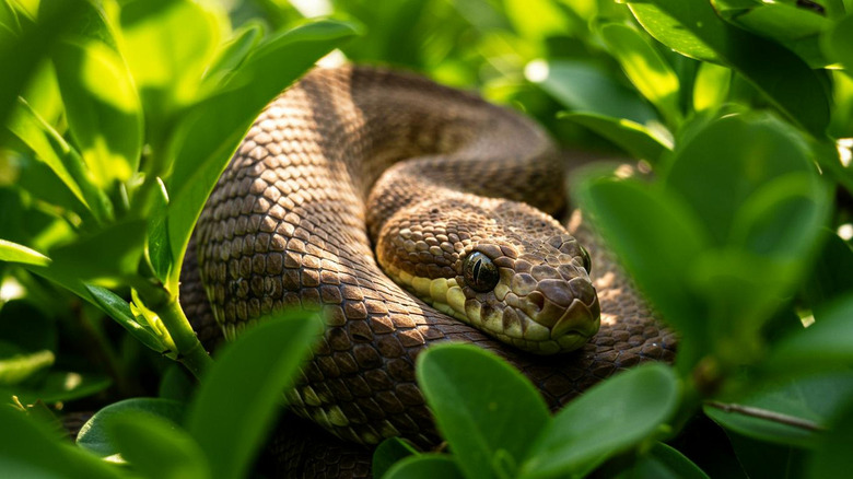 Close-up of a coiled snake surrounded by foliage
