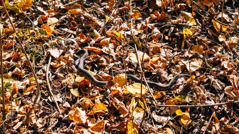 A snake slithering through a mat of fallen leaves