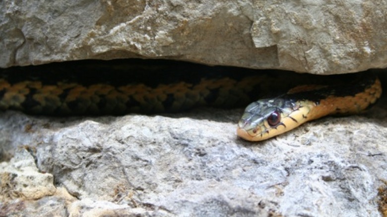 A snake occupying a crevice between two rocks