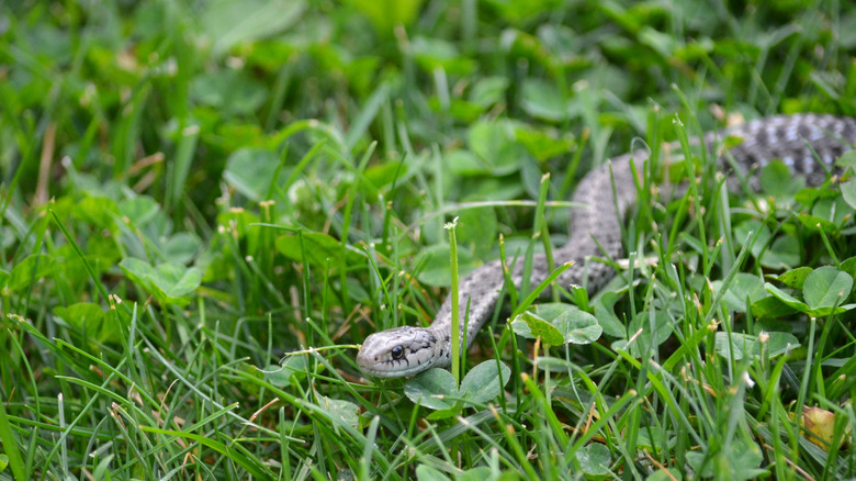 A snake slithering through uncut grass
