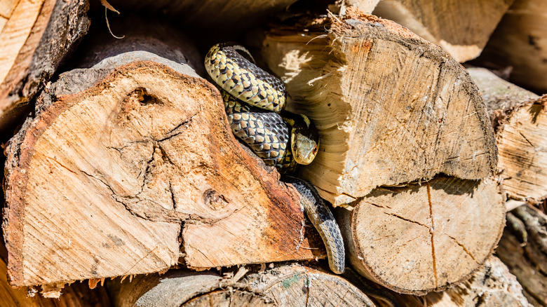 A snake basking in the sun in a log pile