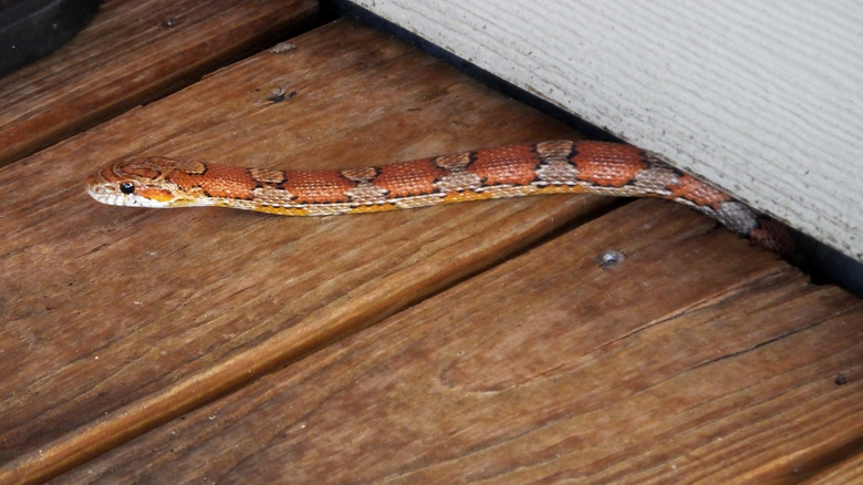 A snake emerging from beneath a house
