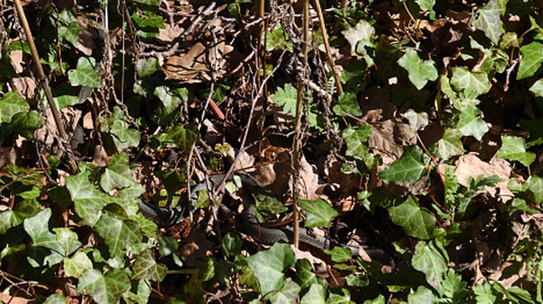 A well-camouflaged snake surrounded by ivy