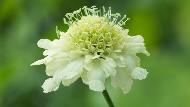 A closeup of a yellow giant pincushion flower