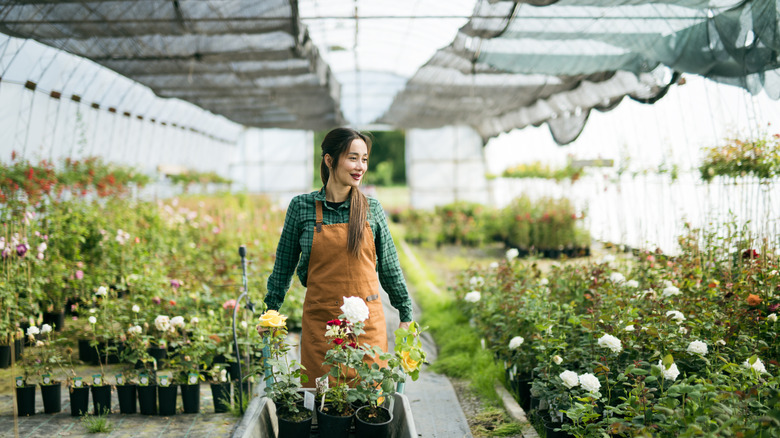 A nursery worker attending to plants in a greenhouse