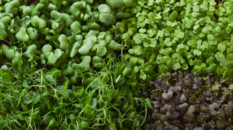 Close up of a variety of microgreens all growing together